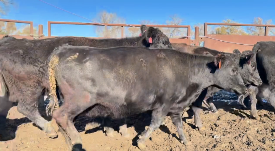 All 3-4 yr olds-Bred Simm/Angus- Calve April 1st 45 days-BC1208E5